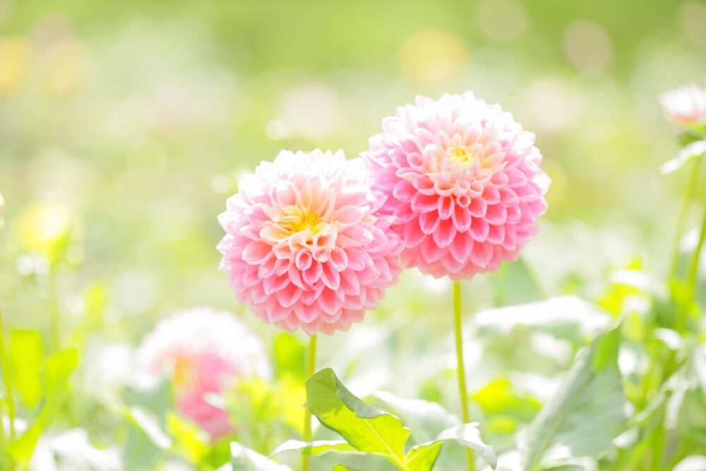 乳がんのホルモン療法とは？効果・副作用・治療期間を解説