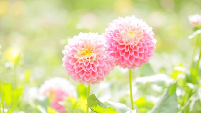 ピンク色のダリアの花