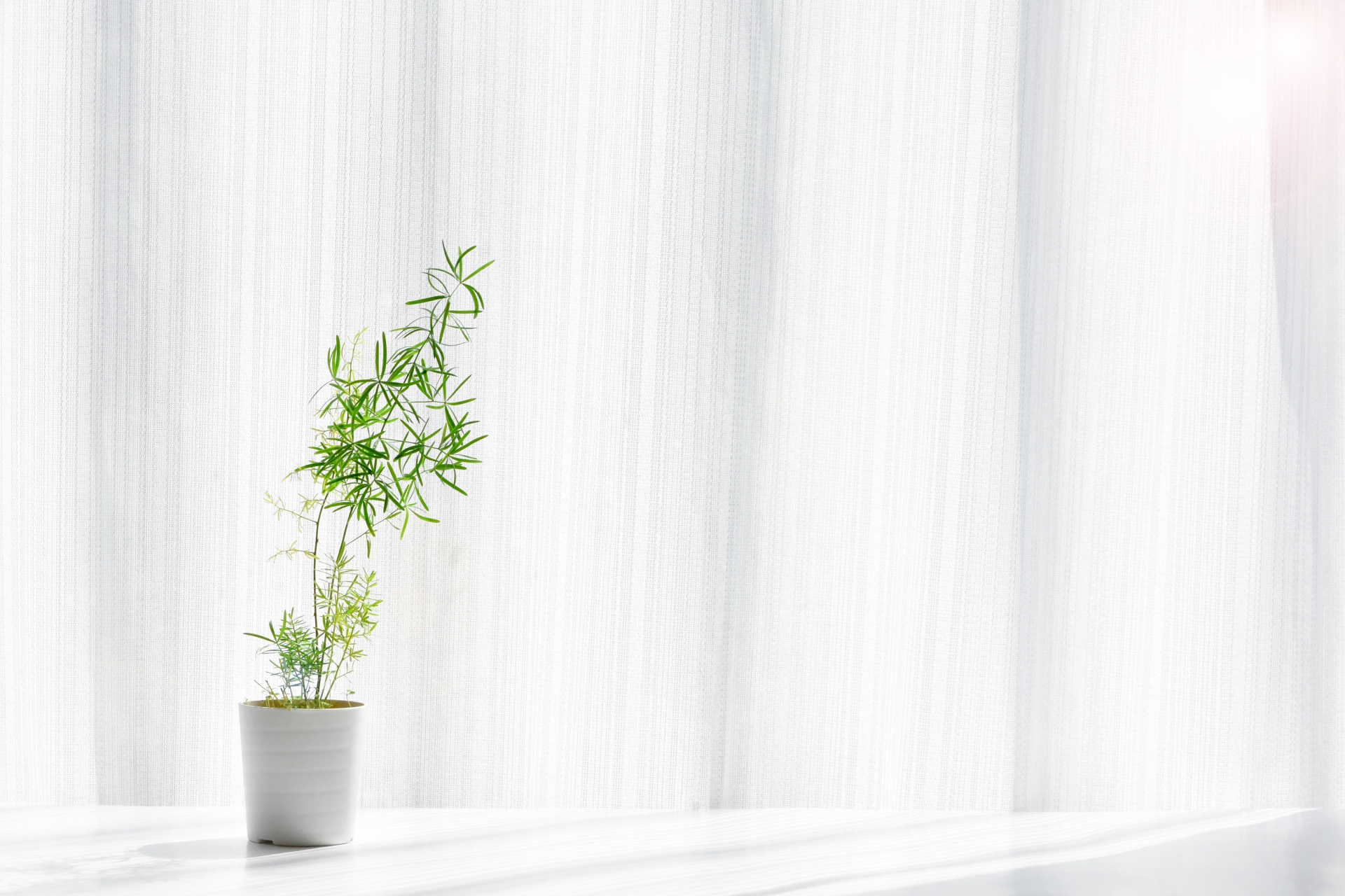 日差しが差し込む白い壁の部屋に、観葉植物が置かれている。