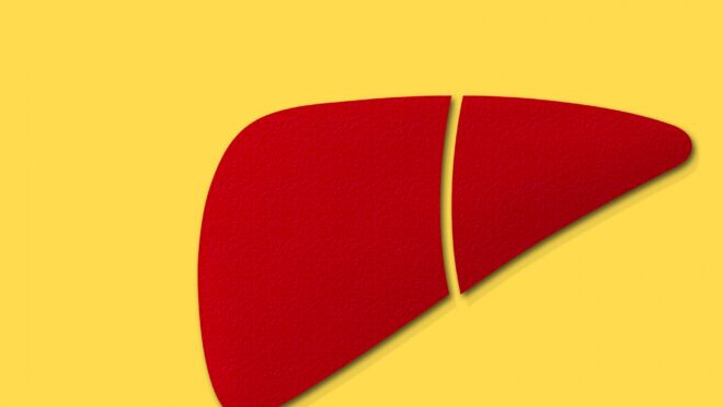 紙で作った肝臓