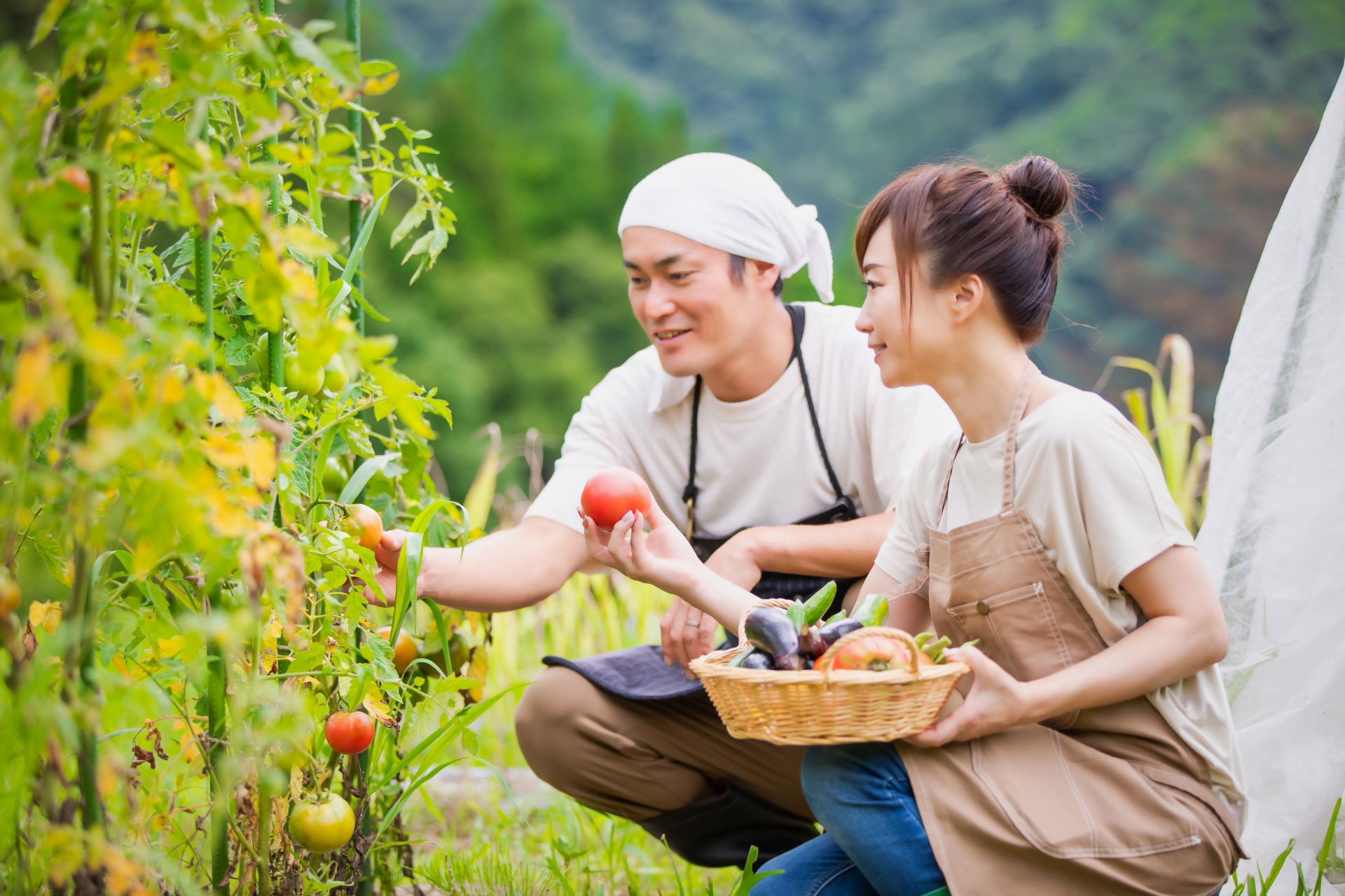 家庭菜園で野菜を収穫する男女