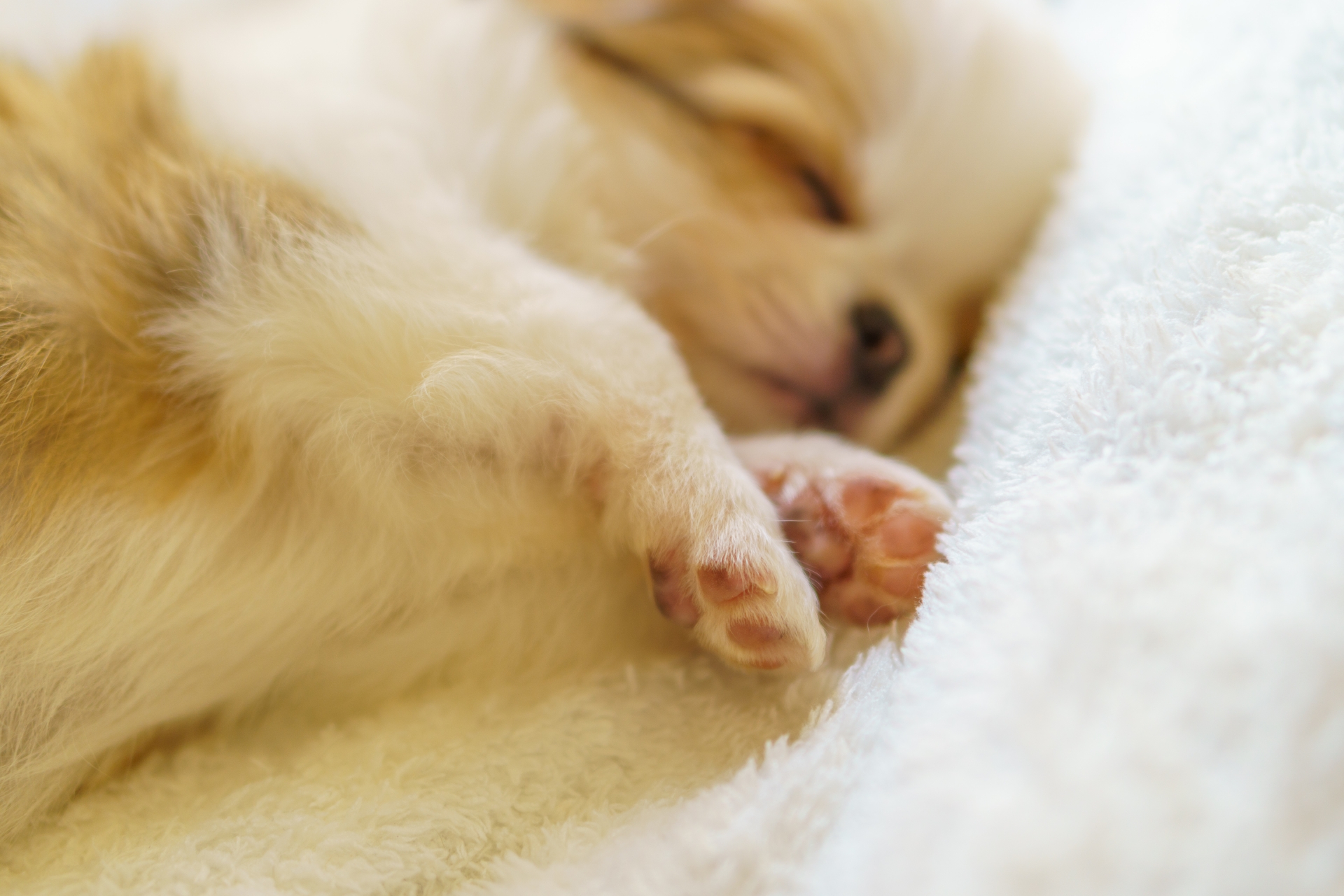 眠る子犬