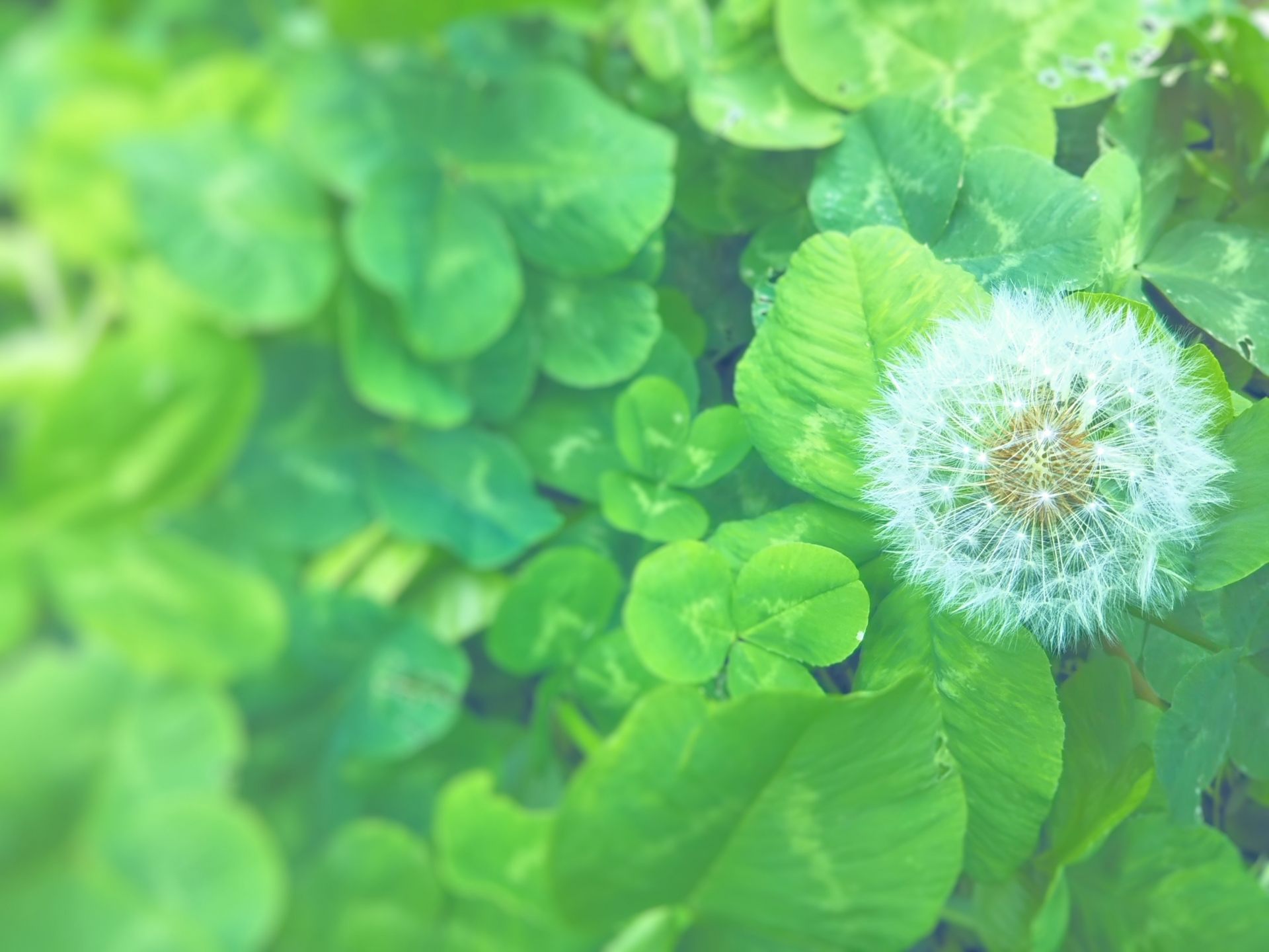クローバーとタンポポの綿毛