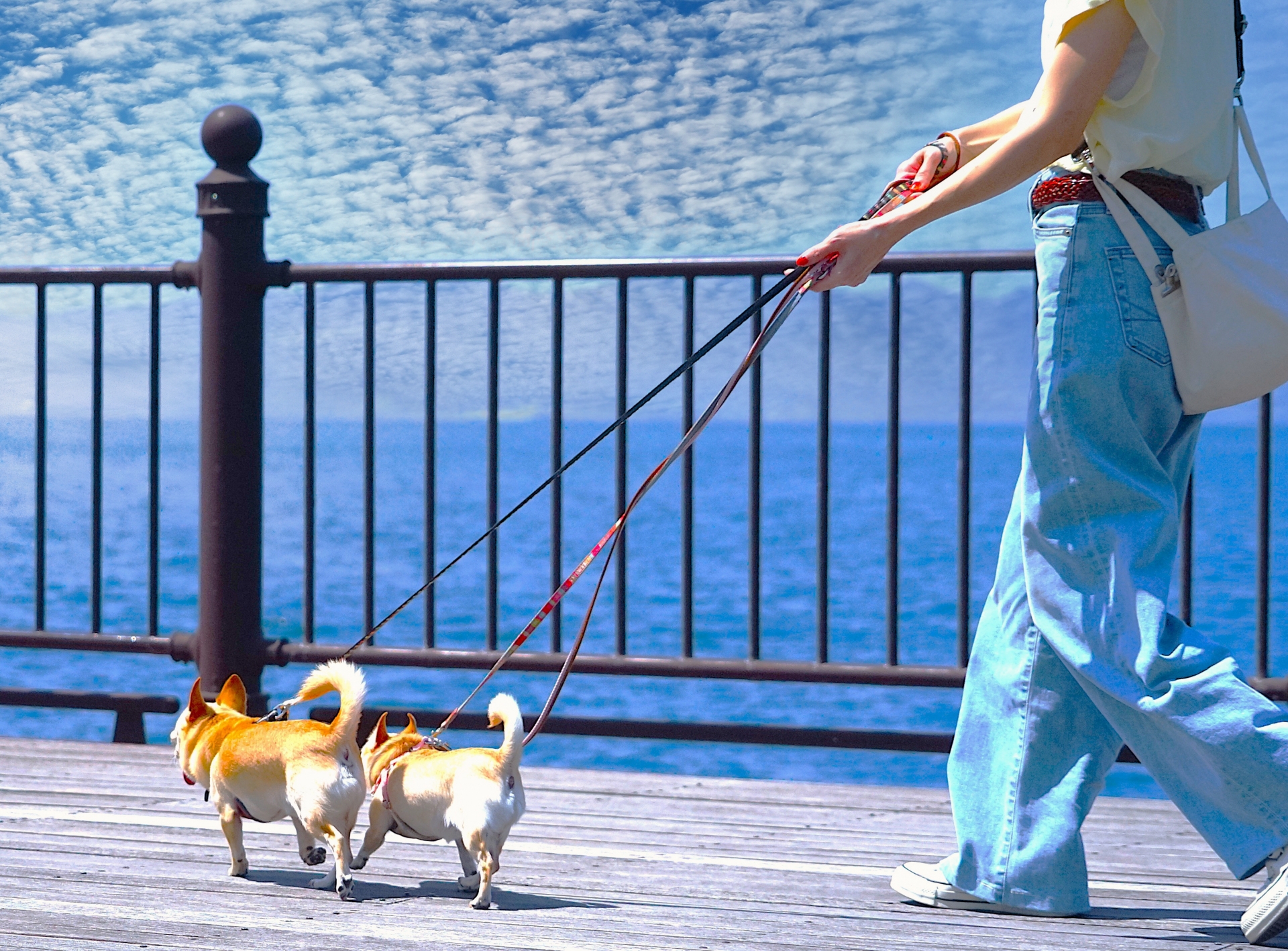 犬を散歩させる女性