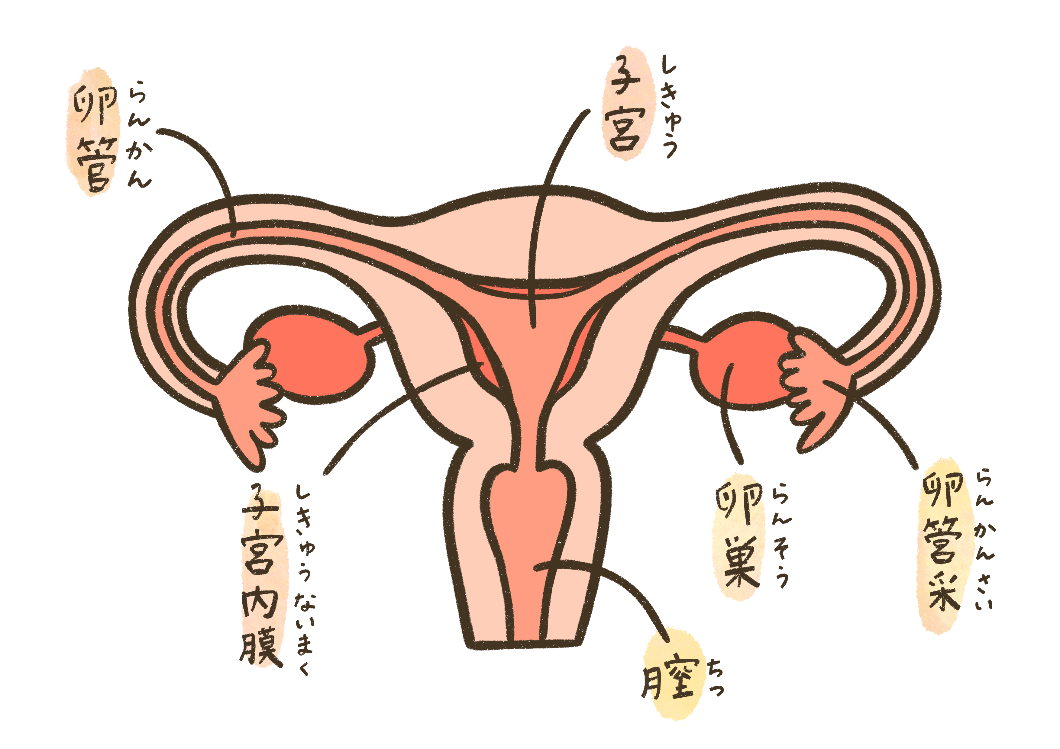子宮の図解イラスト
