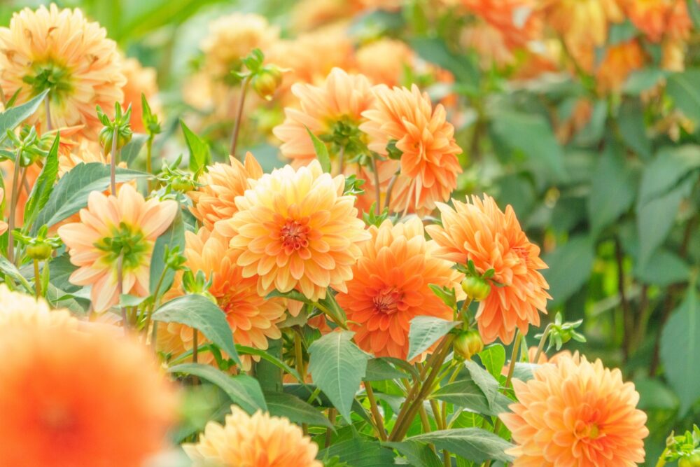 前立腺がんの治療法とは。副作用対策と選択基準を解説