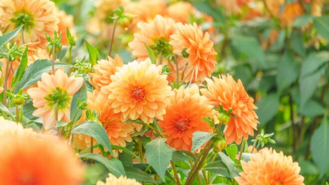 ポンポンダリアの花