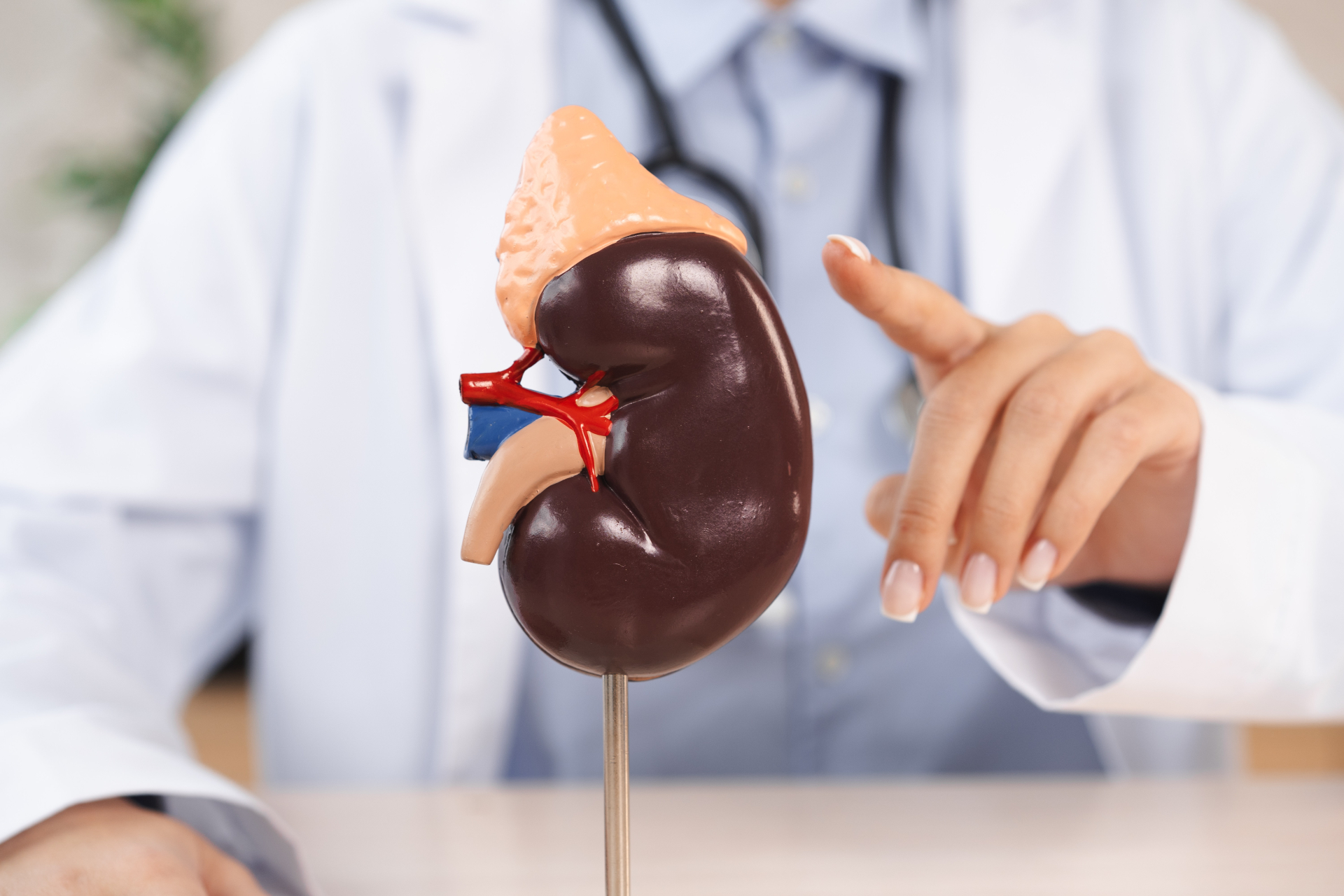 腎臓の模型と医師