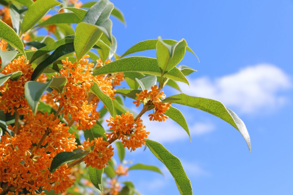 腎臓がんの生存率は？ステージ別分類とQOL維持の対策