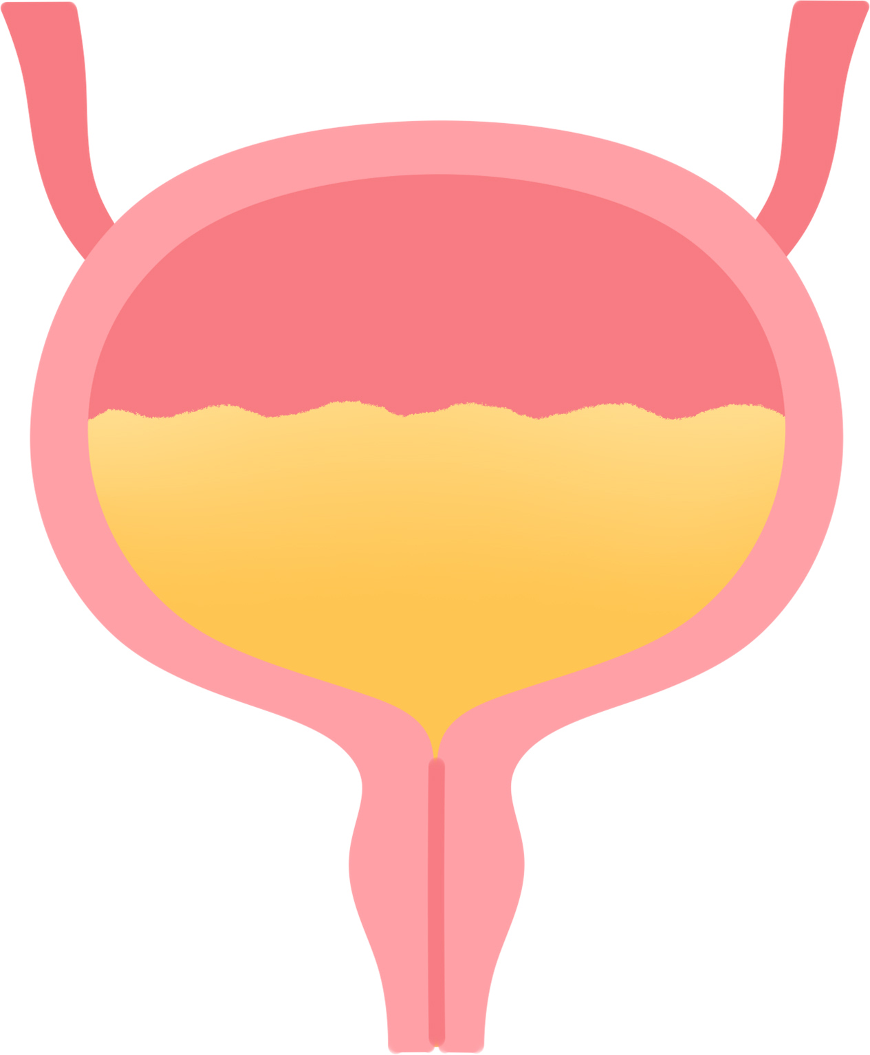膀胱のイラスト