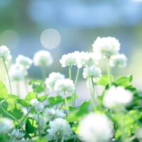 神経内分泌がん（ＮＥＣ）の治療とは。日常を守るためにできること