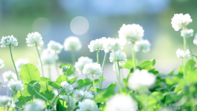 シロツメクサの花