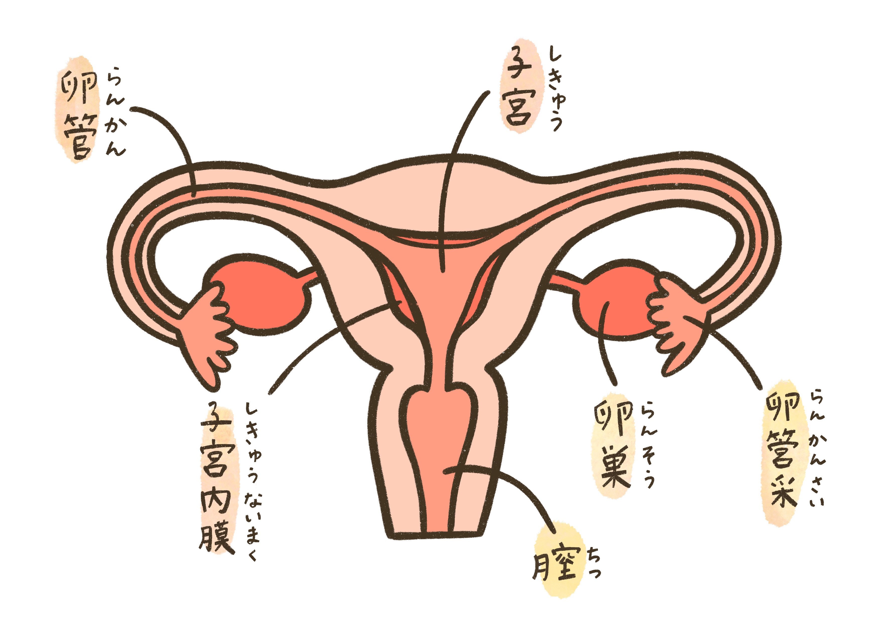子宮・卵巣の図解イラスト
