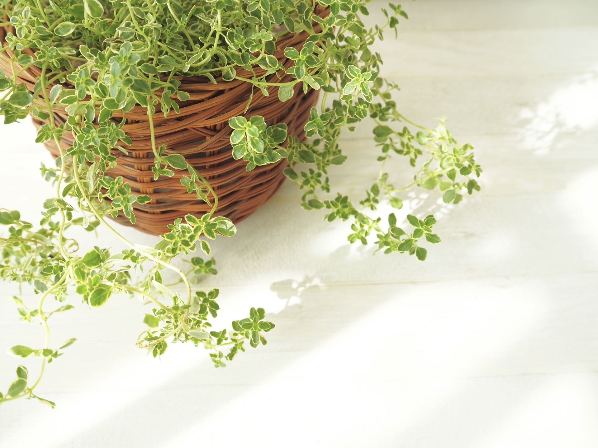 かごに入った観葉植物