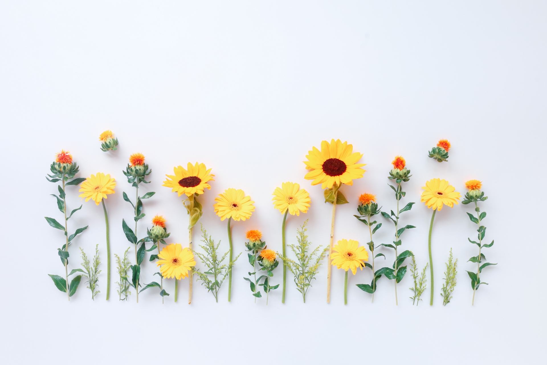 切り花が並べられている様子