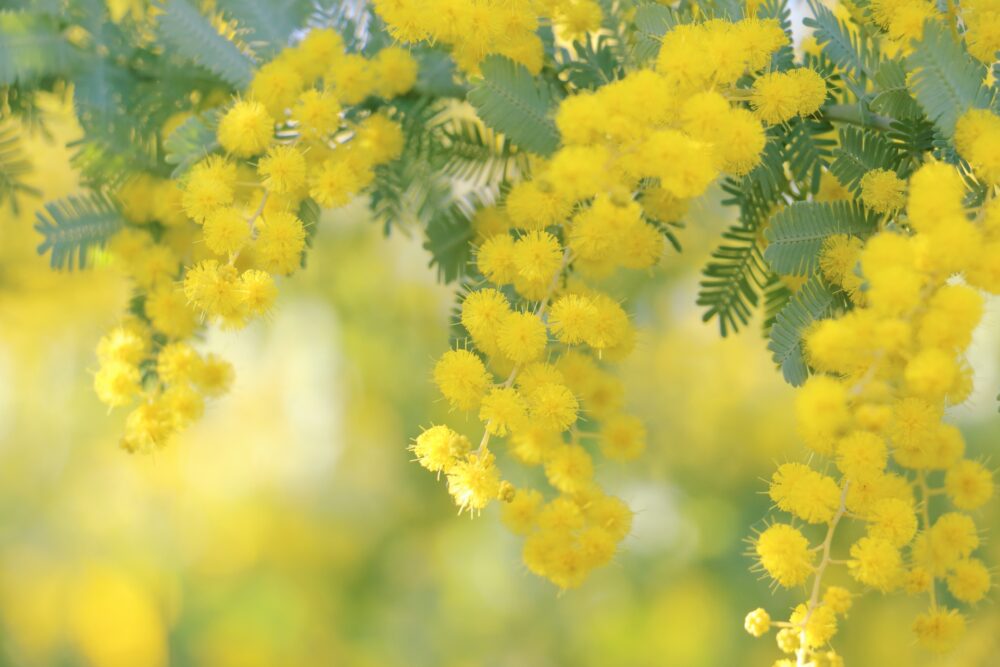 卵巣がんの治療法を詳しく解説。手術・抗がん剤から維持療法まで