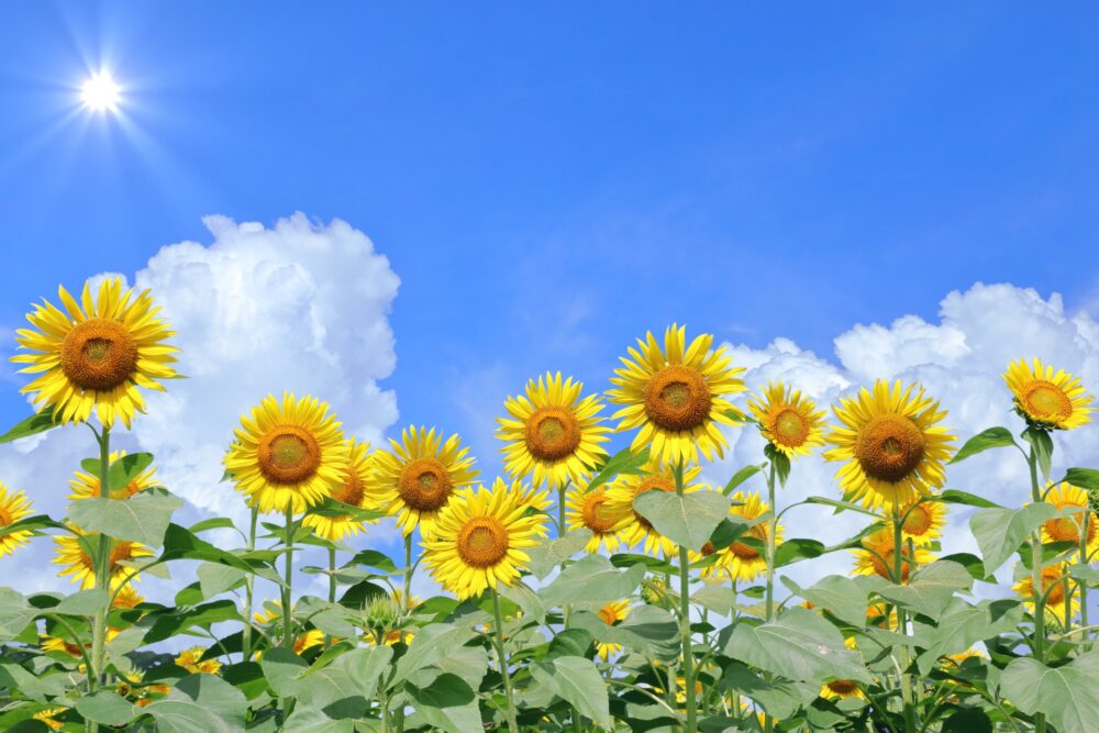 抗がん剤で日焼けしやすくなるのはなぜ？光線過敏の原因と対策