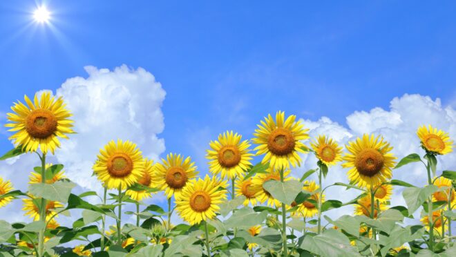 ひまわりと太陽