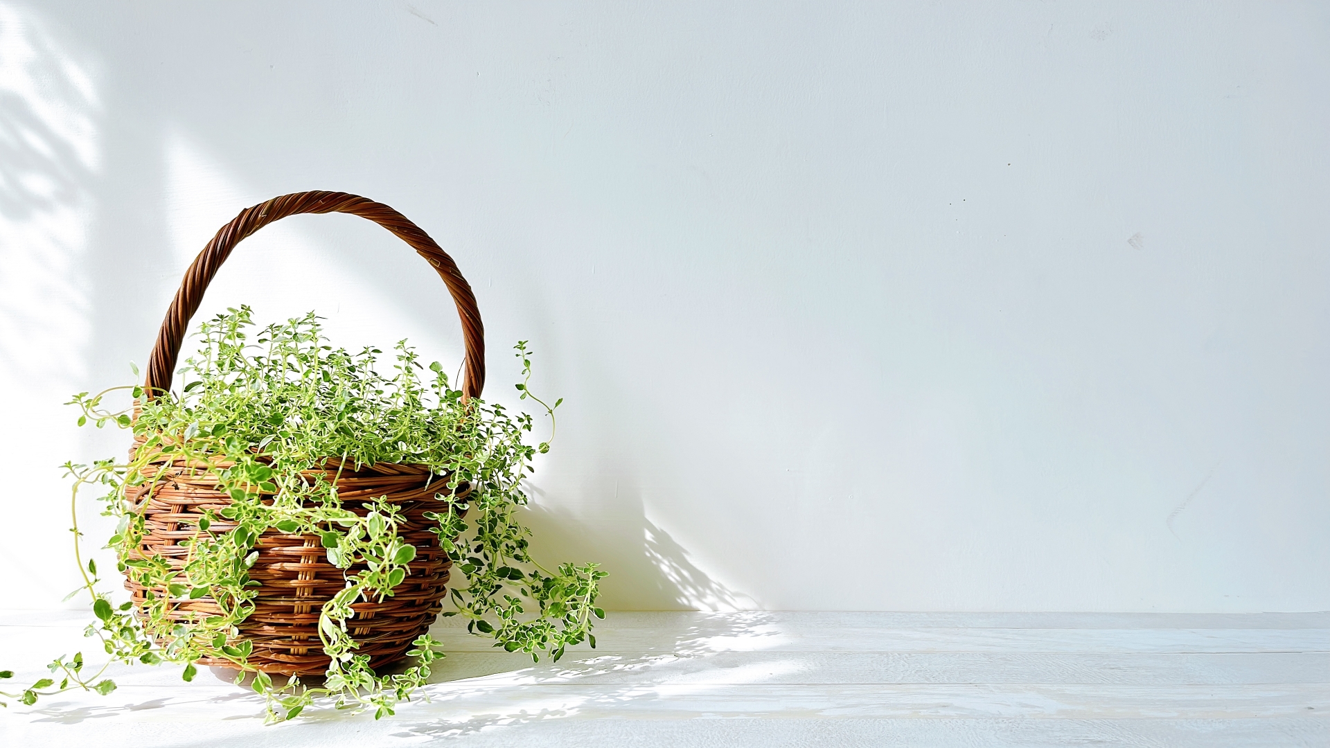 植物の植わったかごが床に置かれている様子
