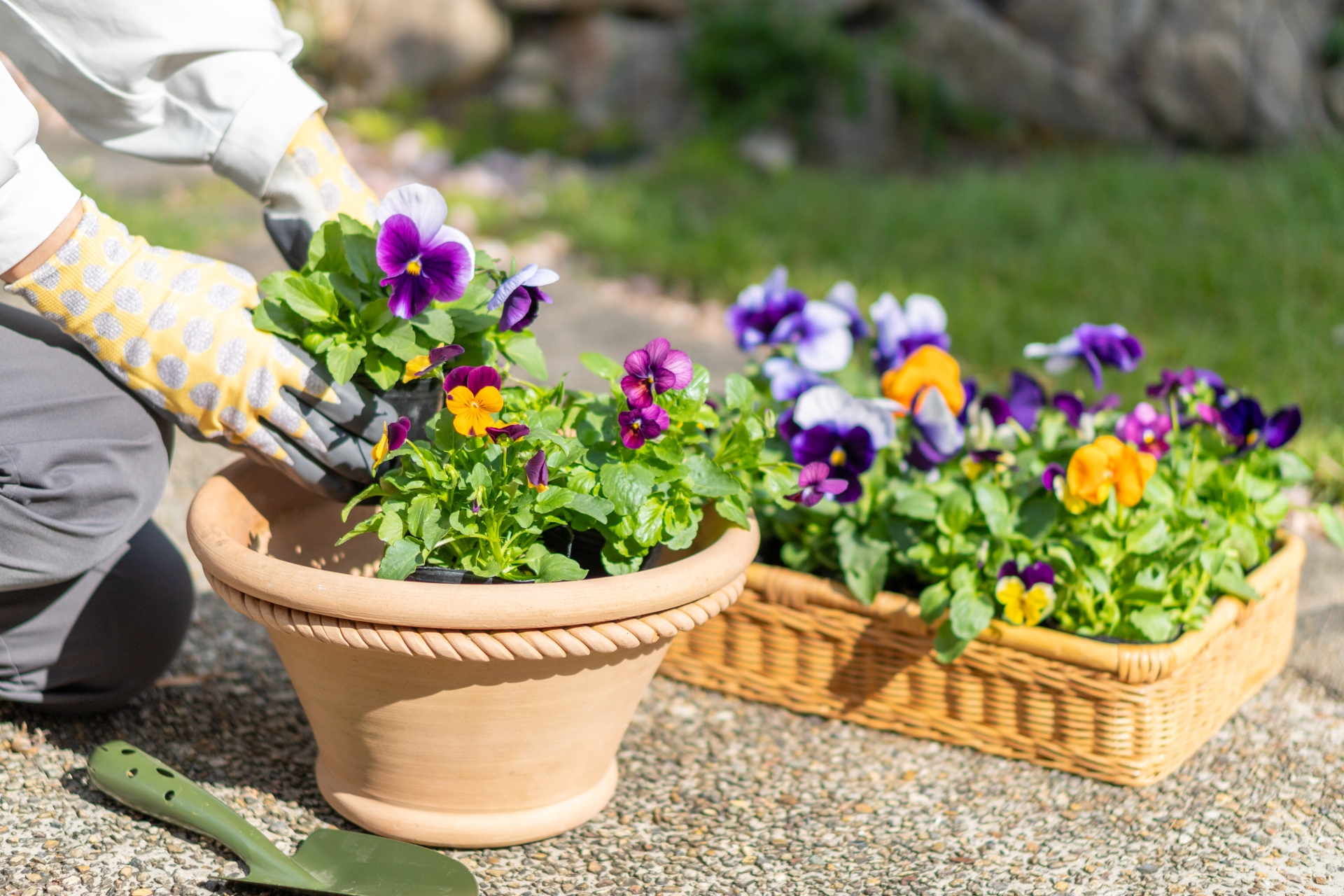 鉢植えにパンジーを植える様子