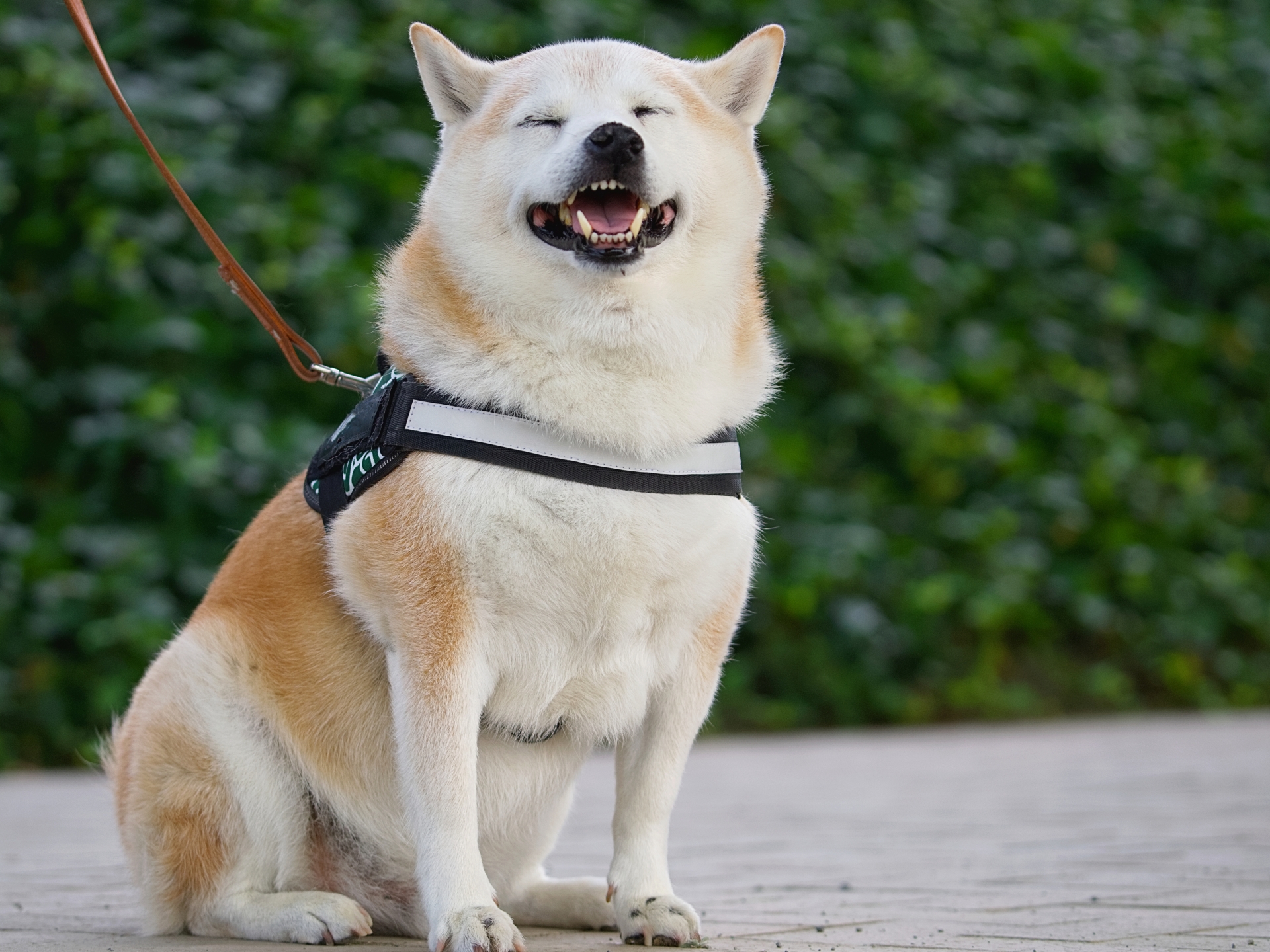 柴犬