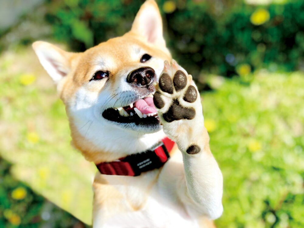 がん治療中の入院や生活に備える。大切なペットと安心して過ごすためにできること