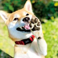 がん治療中の入院や生活に備える。大切なペットと安心して過ごすためにできること