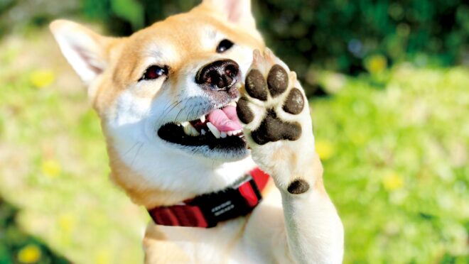 柴犬