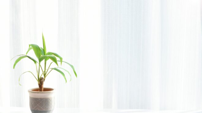 日差しと観葉植物