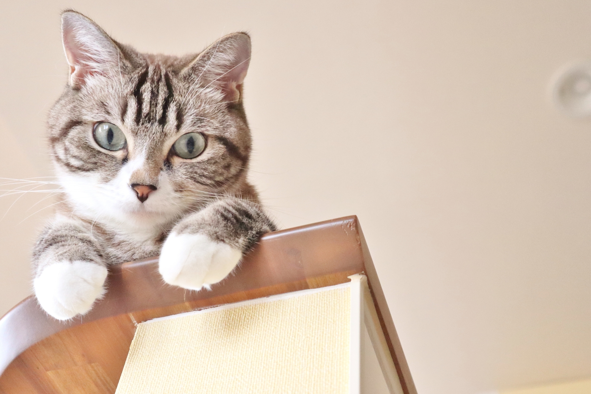 上からこちらを覗き込む猫