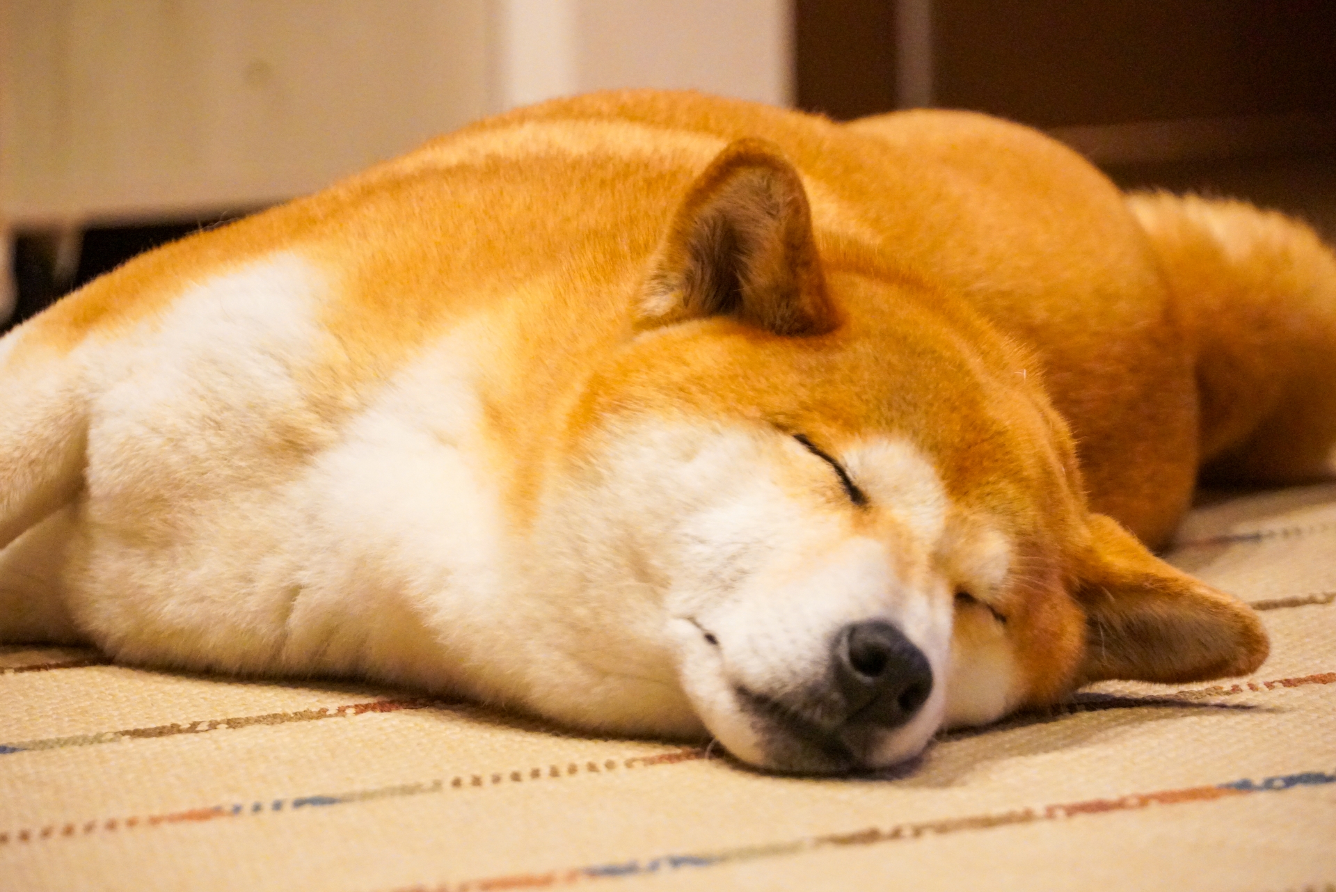 眠る柴犬