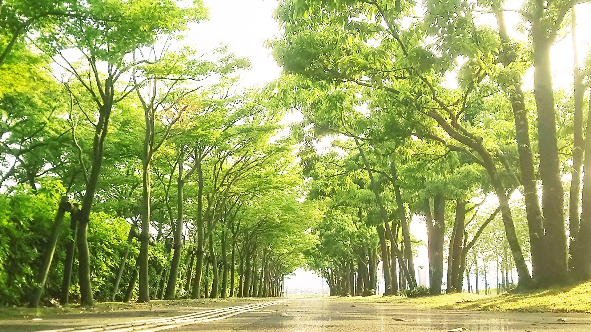 木漏れ日がさしこむ道